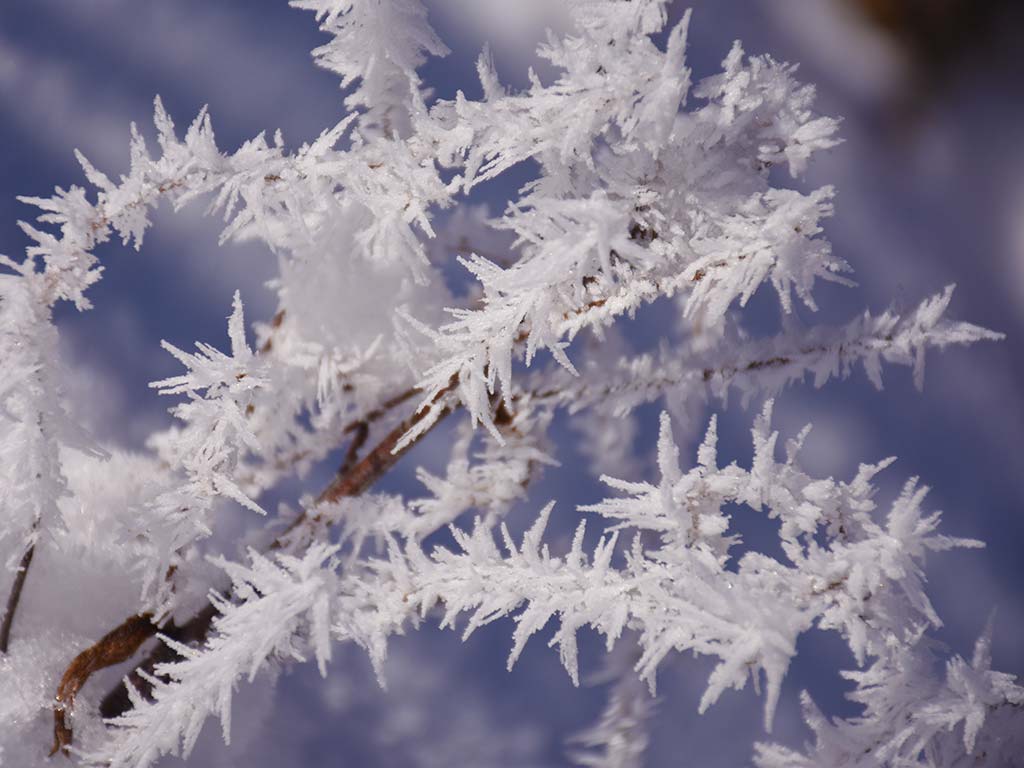 Adlerhorst Winter Detail Pflanzen Schnee Eis